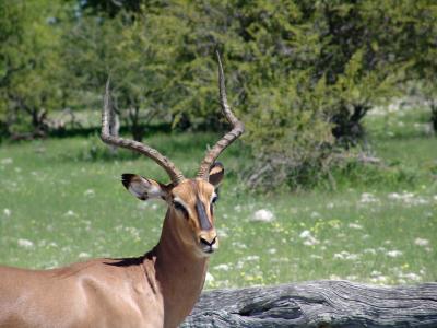 Namibia 232s.jpg