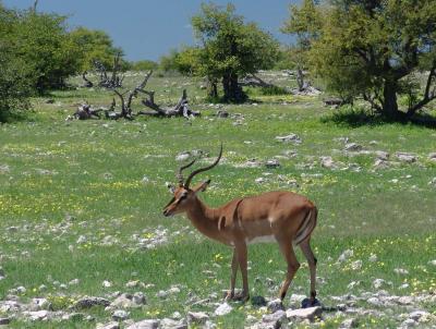 Namibia 236s.jpg