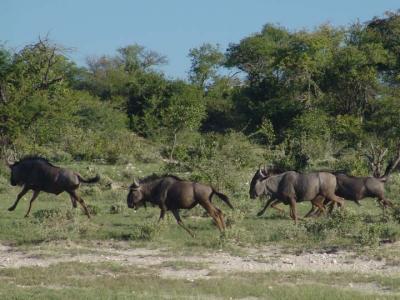 Namibia 282s.jpg