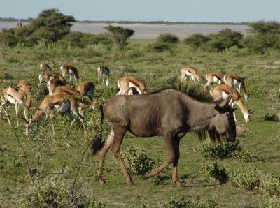Namibia 292s.jpg