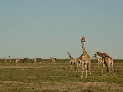 Namibia 303s.jpg