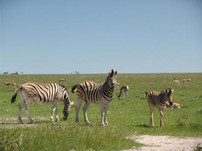 Namibia 337s.jpg