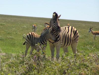 Namibia 341s.jpg
