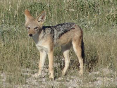 Namibia 348s.jpg