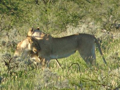 Namibia 368s.jpg