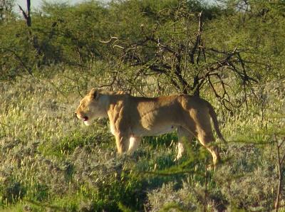 Namibia 372s.jpg