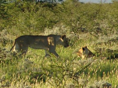 Namibia 375s.jpg