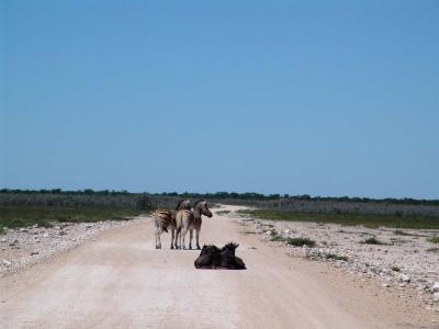 Namibia 490s.jpg