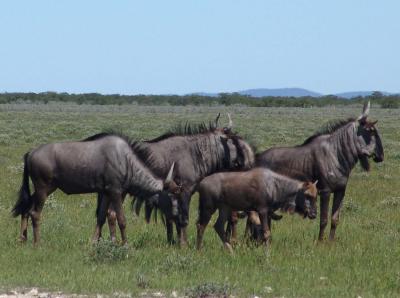 Namibia 493s.jpg