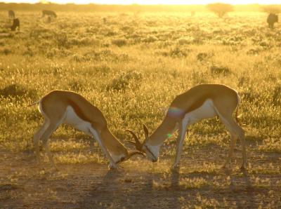 Etosha Park - Namibia