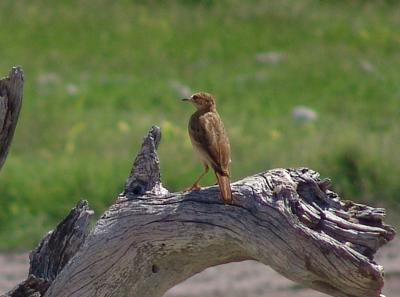 Namibia 252s.jpg