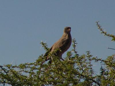 Namibia 272s.jpg