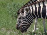 Etosha Park - Namibia