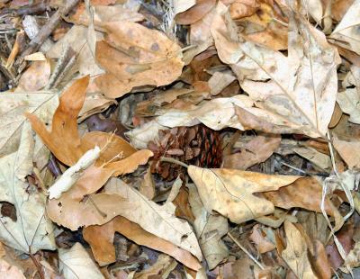 u15/dianedj/medium/4560865.pine_cone_in_leaves_02.jpg