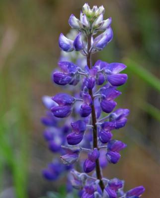 Copy 01 ColumbiaHwyLupine1.JPG