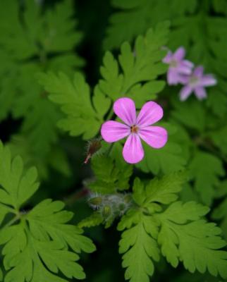 Copy 01 EagleCreekPhlox1.JPG