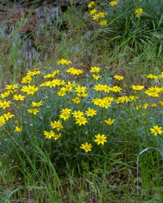 Copy 01 WIldflowers1.JPG