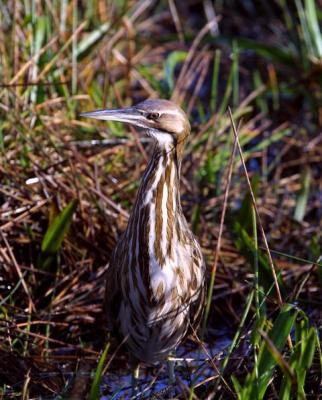 Bittern - Everglades National Park