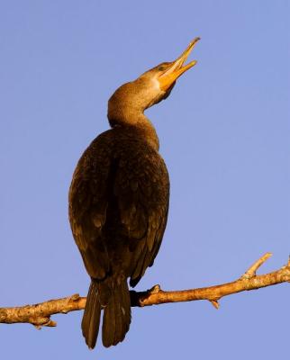 Cormorant-Everglaes National Park