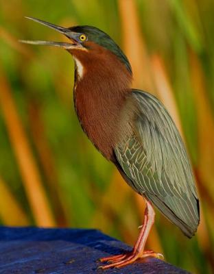 Green Heron-EvergladesNP