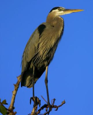 Blue Heron-Everglades NP