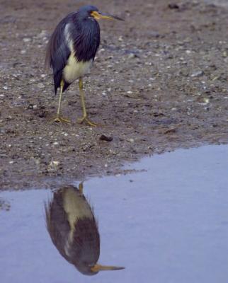 Wet Heron-Ding Darling NWR