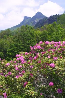 Rhododendron at Grandfather Mountain