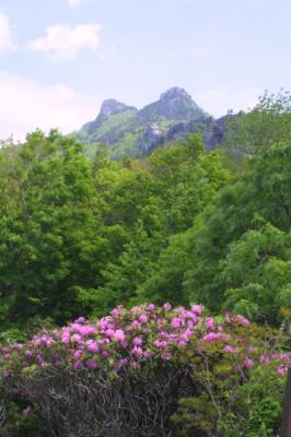 Rhododendron-Grandfather Mountain