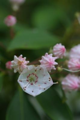 Mountain Laurel-Avery County