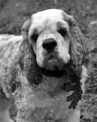 Sebastion with Greg Gorman B&W