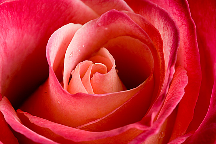 rose.jpg