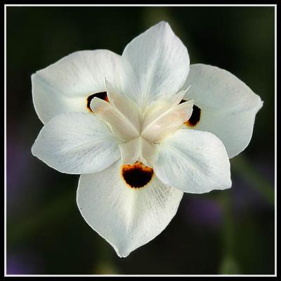 u15/digitalgee/medium/42012072.whiteflower.jpg