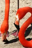 Flamingos