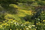 Valley of the Flowers