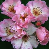 Pink Flowers