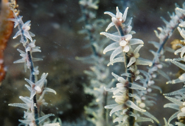 Black Coral. 黑珊瑚