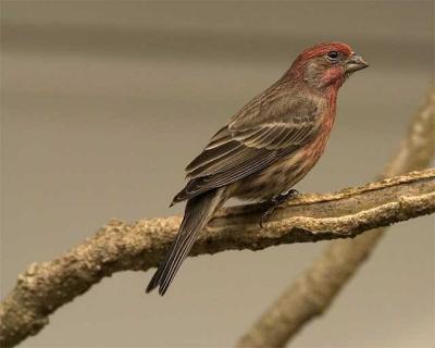 CRW_8213-HseFinch.jpg