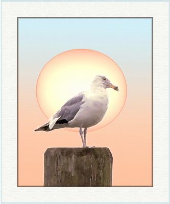 Sun seagull