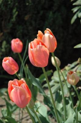 Late tulips