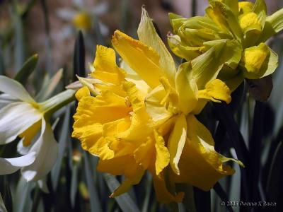 Historic Daffodils ~ WV ~ 2005