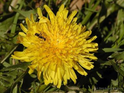 Dandelion and Ant