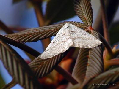 Gray Spring Moth on Buckeye Leaves