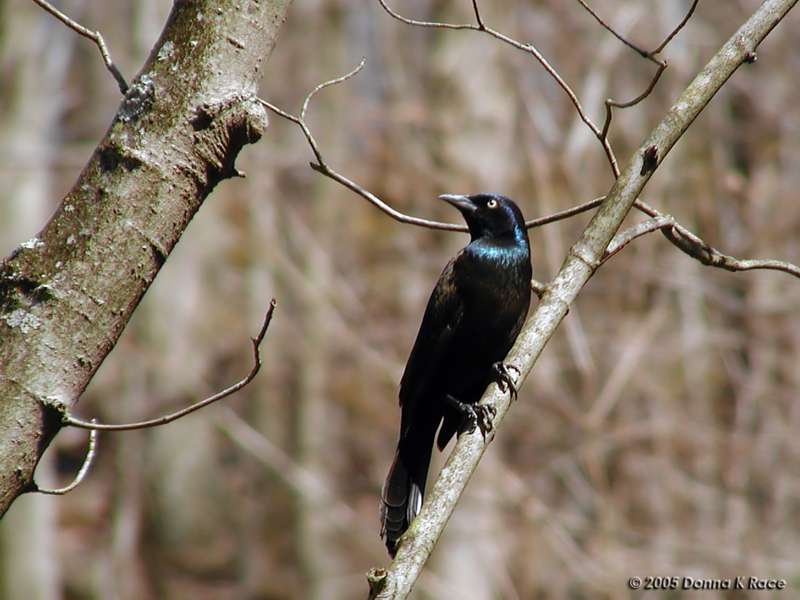 <b>Common Grackle</b><br>Apr 10th