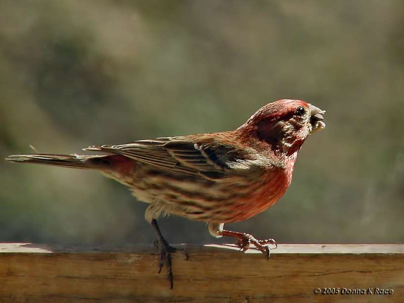 <b>Male House Finch</b><br>Apr 11th