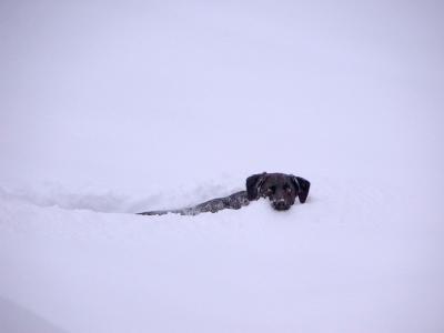 Soama loves the deep snow!