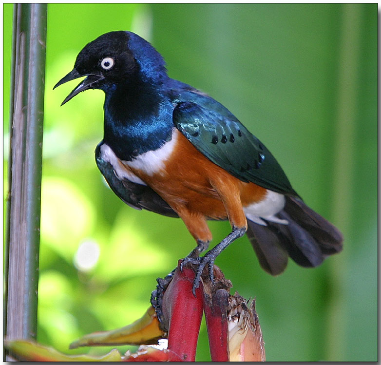 Superb Starling - after the rain