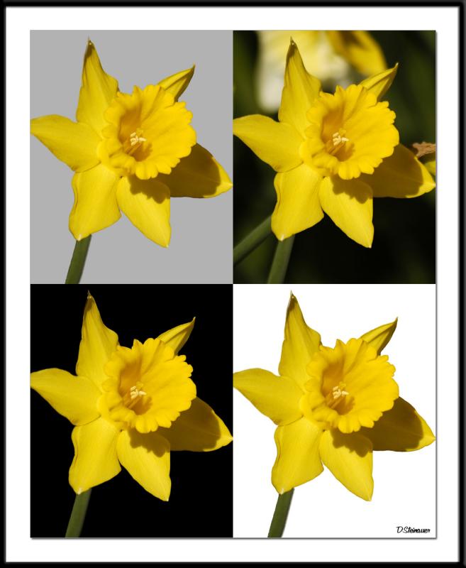 4/11/05 - Four Daffodils<br><font size=3>4 Daffodils_wF.jpg</font>