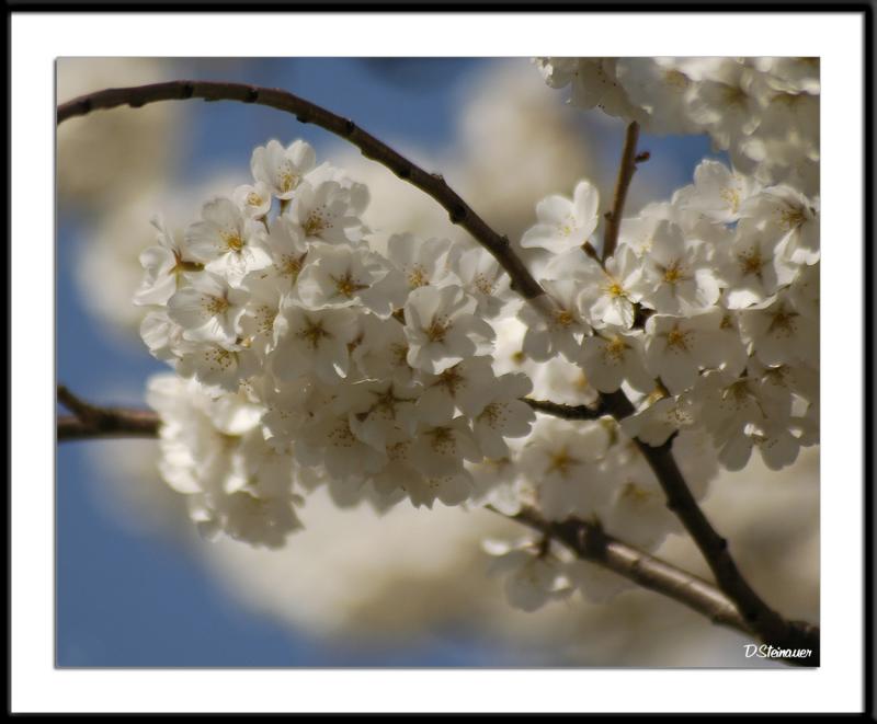 4/7/05 - Dogwood Blossoms<br><font size=3>ds20050410_0168awF Dogwood.jpg</font>