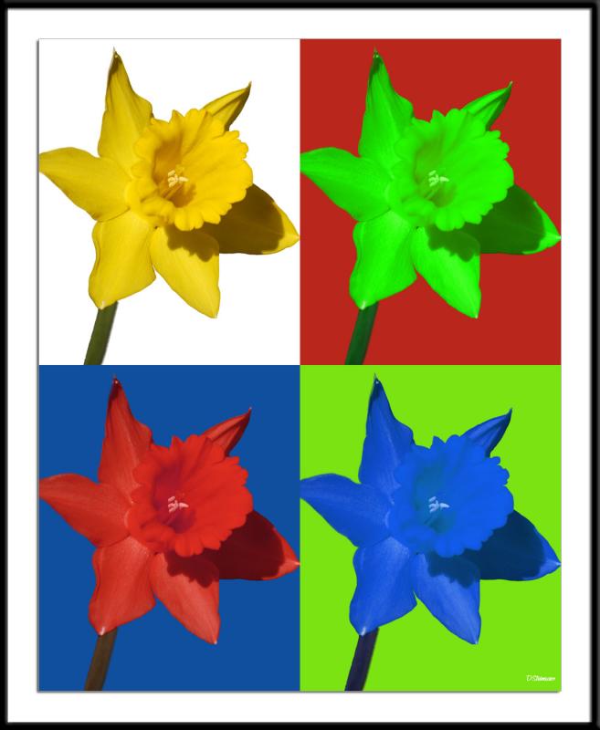 4/11/05 - Four Daffodils 2<br><font size=3>ds20050410_0181awF 4 Daffodils 2.jpg</font>