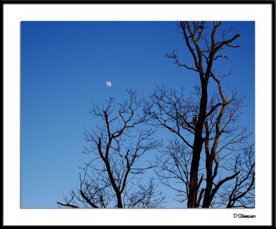 1/21/05 - Moon over Country Churchyard